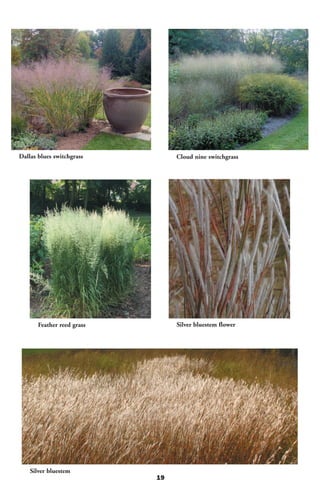 Dallas blues switchgrass         Cloud nine switchgrass




       Feather reed grass        Silver bluestem flower




    Silver bluestem
                            19
 