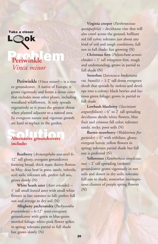 Virginia creeper (Parthenocissus
                                                     quinquefolia) – deciduous vine that will
                                                     also crawl across the ground; brilliant
                                                     red fall color; tolerates just about any
                                                     kind of soil and tough conditions, full
                                                     sun to full shade; fast growing (N)

Problem
Periwinkle
                                                          Christmas fern (Polystichum acrosti-
                                                     choides) – 1’ tall evergreen fern, tough
                                                     and undemanding, grows in partial to
Vinca minor                                          full shade (N)
                                                          Sweetbox (Sarcococca hookeriana
   Periwinkle (Vinca minor) – is a vine              var. humilis) – 1-2’ tall dense evergreen
or groundcover. A native of Europe, it               shrub that spreads by stolons and devel-
grows vigorously and forms a dense cover             ops into a colony; black berries and lus-
that excludes most other plants, including           trous green foliage; grows in partial to
woodland wildflowers. It only spreads                full shade
vegetatively so it poses the greatest threat              Lowbush blueberry (Vaccinium
when planted adjacent to a natural area.             angustifolium) – 6" to 2’ tall spreading
Its evergreen nature and vigorous growth             deciduous shrub; white flowers, blue
are hard to replace in the garden.                   fruit and crimson fall color; tolerates
                                                     sandy, rocky, poor soils (N)

Solution
Alternative groundcovers
include:
                                                          Barren-strawberry (Waldsteinia fra-
                                                     garioides) – 6" with trifoliate, glossy,
                                                     evergeen leaves; yellow flowers in
                                                     spring; tolerates partial shade but full
    Bearberry (Arctostaphylos uva-ursi) 6-           sun is preferred (N)
12" tall glossy, evergeen groundcover                     Yellowroot (Xanthorhiza simplicissi-
forming broad, thick mats; dainty flowers            ma) – 2’ tall spreading (stolons)
in May; does best in poor, sandy, infertile,         groundcover grows vigorously in wet
acid soils; tolerates salt, prefers full sun,        soils and slower in dry soils; tolerates
grows slowly (N)                                     full sun to shade, somewhat inconspic-
    White heath aster (Aster ericoides) –            uous clusters of purple spring flowers
1’ tall small-leaved aster with small white          (N)
flowers in late summer to fall; prefers full
sun and average to dry soil (N)
    Allegheny pachysandra (Pachysandra
procumbens) – 6-12" semi-evergreen
groundcover with green to blue-green
mottled foliage; white-pink flower spikes
in spring; tolerates partial to full shade
but grows slowly (N)
                                                20
 