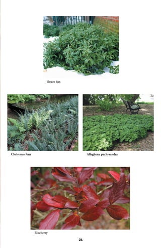 Sweet box




Christmas fern                            Allegheny pachysandra




                 Blueberry

                                     21
 