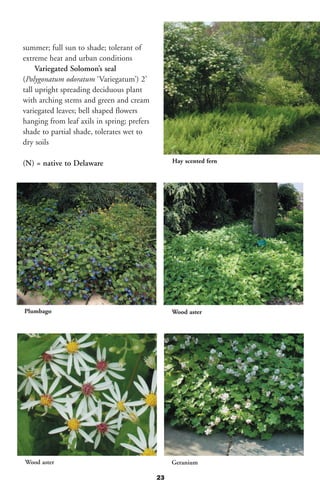 summer; full sun to shade; tolerant of
extreme heat and urban conditions
     Variegated Solomon’s seal
(Polygonatum odoratum ‘Variegatum’) 2’
tall upright spreading deciduous plant
with arching stems and green and cream
variegated leaves; bell shaped flowers
hanging from leaf axils in spring; prefers
shade to partial shade, tolerates wet to
dry soils

(N) = native to Delaware                          Hay scented fern




Plumbago                                          Wood aster




Wood aster                                        Geranium

                                             23
 