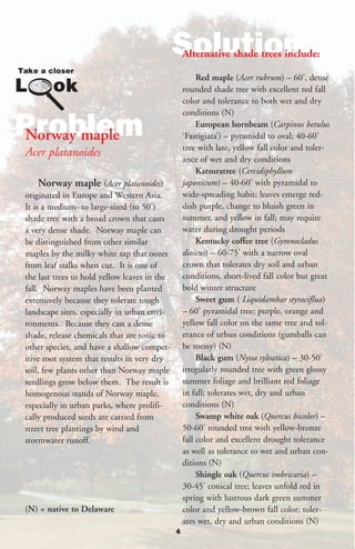 Solution
                                                  Alternative shade trees include:

                                                       Red maple (Acer rubrum) – 60’, dense
                                                  rounded shade tree with excellent red fall
                                                  color and tolerance to both wet and dry
                                                  conditions (N)

Problem
Norway maple
                                                       European hornbeam (Carpinus betulus
                                                  ‘Fastigiata’) – pyramidal to oval; 40-60’
                                                  tree with late, yellow fall color and toler-
Acer platanoides                                  ance of wet and dry conditions
                                                       Katsuratree (Cercidiphyllum
   Norway maple (Acer platanoides)                japonicum) – 40-60’ with pyramidal to
originated in Europe and Western Asia.            wide-spreading habit; leaves emerge red-
It is a medium- to large-sized (to 50’)           dish purple, change to bluish green in
shade tree with a broad crown that casts          summer, and yellow in fall; may require
a very dense shade. Norway maple can              water during drought periods
be distinguished from other similar                    Kentucky coffee tree (Gymnocladus
maples by the milky white sap that oozes          dioicus) – 60-75’ with a narrow oval
from leaf stalks when cut. It is one of           crown that tolerates dry soil and urban
the last trees to hold yellow leaves in the       conditions, short-lived fall color but great
fall. Norway maples have been planted             bold winter structure
extensively because they tolerate tough                Sweet gum ( Liquidambar styraciflua)
landscape sites, especially in urban envi-        – 60’ pyramidal tree; purple, orange and
ronments. Because they cast a dense               yellow fall color on the same tree and tol-
shade, release chemicals that are toxic to        erance of urban conditions (gumballs can
other species, and have a shallow compet-         be messy) (N)
itive root system that results in very dry             Black gum (Nyssa sylvatica) – 30-50’
soil, few plants other than Norway maple          irregularly rounded tree with green glossy
seedlings grow below them. The result is          summer foliage and brilliant red foliage
homogenous stands of Norway maple,                in fall; tolerates wet, dry and urban
especially in urban parks, where prolifi-         conditions (N)
cally produced seeds are carried from                  Swamp white oak (Quercus bicolor) –
street tree plantings by wind and                 50-60’ rounded tree with yellow-bronze
stormwater runoff.                                fall color and excellent drought tolerance
                                                  as well as tolerance to wet and urban con-
                                                  ditions (N)
                                                       Shingle oak (Quercus imbricaria) –
                                                  30-45’ conical tree; leaves unfold red in
                                                  spring with lustrous dark green summer
(N) = native to Delaware                          color and yellow-brown fall color; toler-
                                                  ates wet, dry and urban conditions (N)
                                              4
 