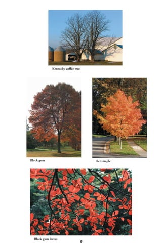 Kentucky coffee tree




Black gum                                Red maple




  Black gum leaves
                                     5
 