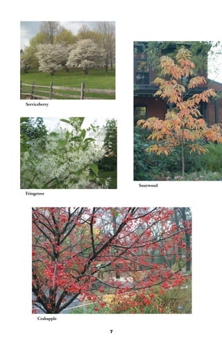 Serviceberry




                      Sourwood
Fringetree




      Crabapple

                  7
 