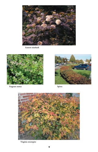 Eastern ninebark




Fragrant sumac                          Spirea




            Virginia sweetspire

                                    9
 