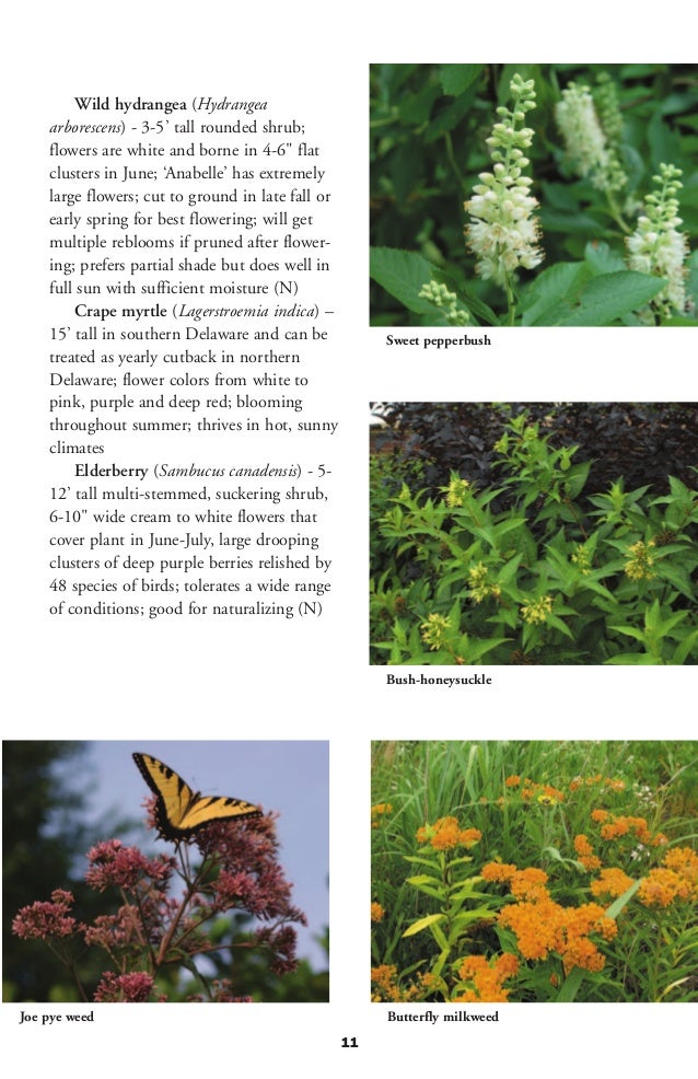 Plants for A Livable Delaware Landscaping with Native Plants