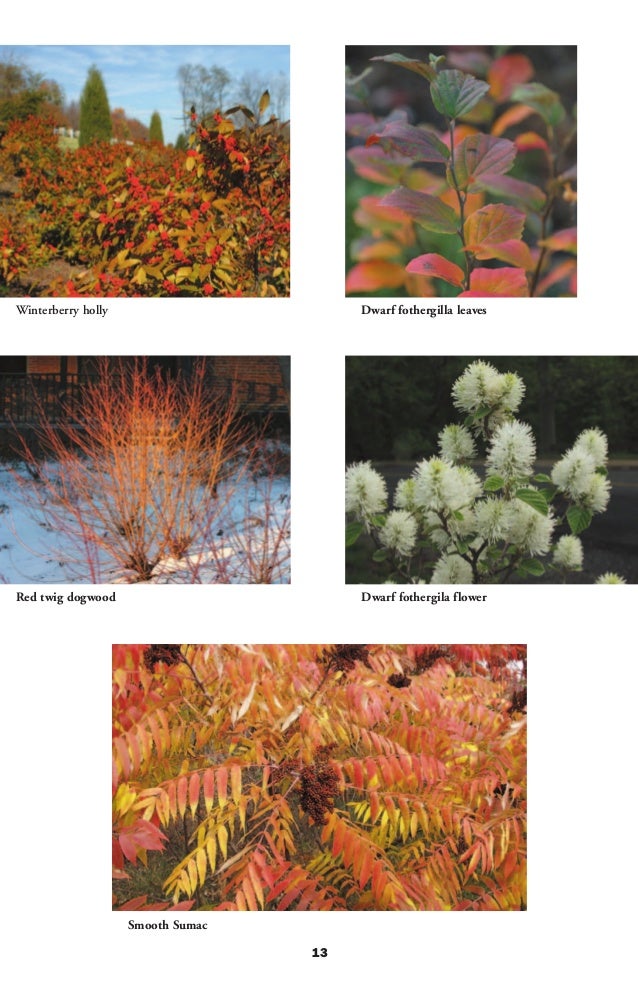 Plants for A Livable Delaware Landscaping with Native Plants