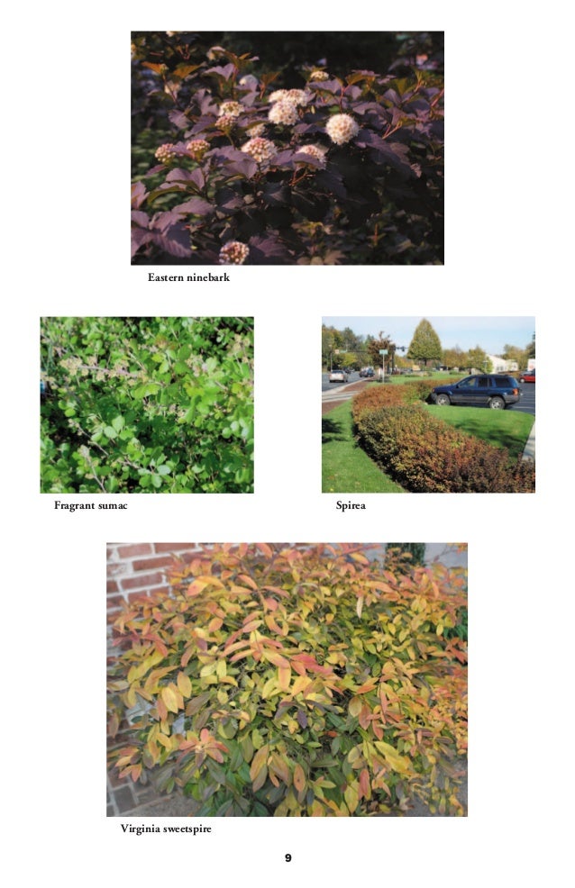 Plants for A Livable Delaware Landscaping with Native Plants