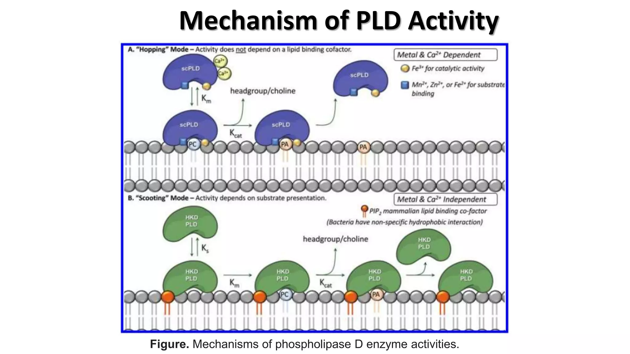 Mechanism of PLD Activity
Figure. Mechanisms of phospholipase D enzyme activities.
 
