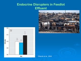 Endocrine Disrupters in Feedlot
Effluent
Orlando et al., 2004