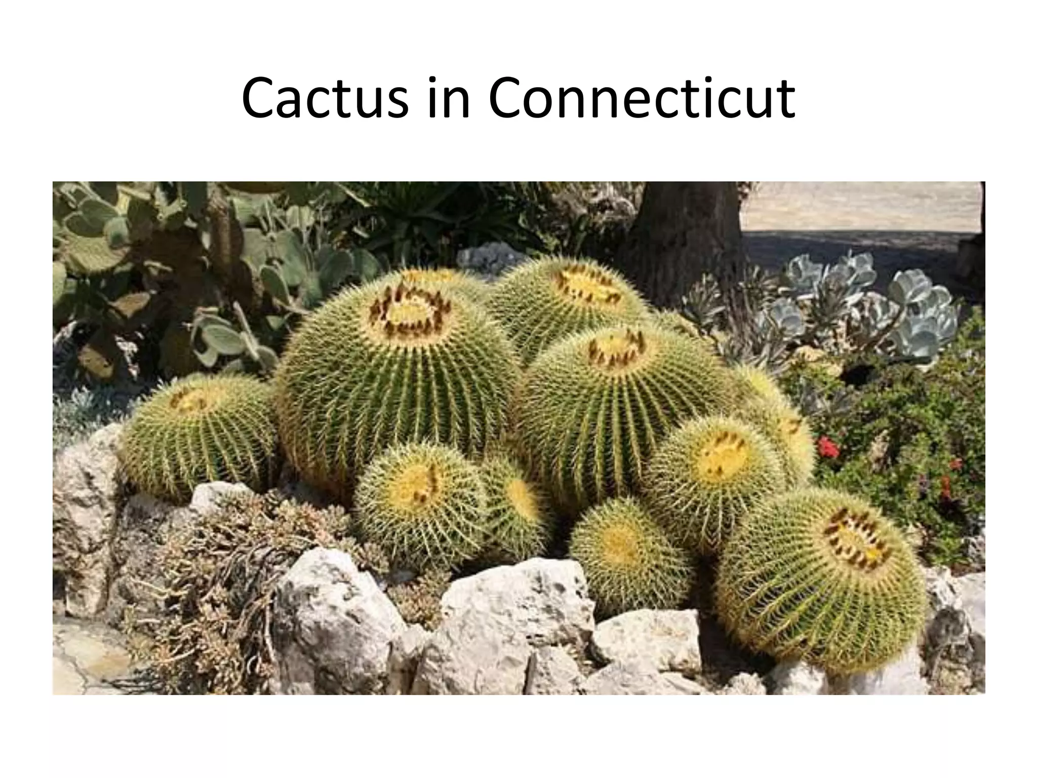 Cactus in Connecticut
 
