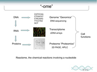 DNA Genome “Genomics”
Proteins
Cell
functions
Proteome “Proteomics”
DNA sequencing
cDNA arrays
2D PAGE, HPLC
CGTCCAA
CTGACGT
CTACAAG
TTCCTAA
GCT
RNA
Transcriptome
“-ome”
Reactome, the chemical reactions involving a nucleotide
 