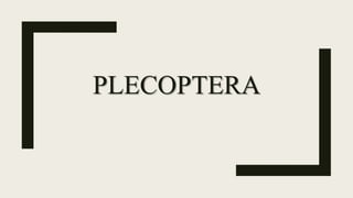 PLECOPTERA
 