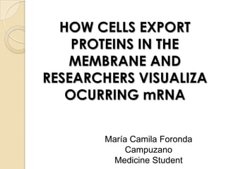 HOW CELLS EXPORT PROTEINS IN THE MEMBRANE AND RESEARCHERS VISUALIZA OCURRING mRNA María Camila Foronda Campuzano Medicine Student 
