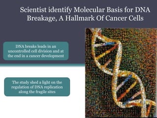 Scientistidentify Molecular Basisfor DNA Breakage, A Hallmark Of CancerCellsDNA breaks leads in an uncontrolled cell division and at the end in a cancer developmentThe study shed a light on the regulation of DNA replication along the fragile sites