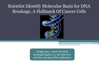 ScientistIdentify Molecular Basisfor DNA Breakage, A Hallmark Of CancerCellsFragilesites,  wherethe DNA breakagebegins, is a sitethatslow and also can stop DNA replication.