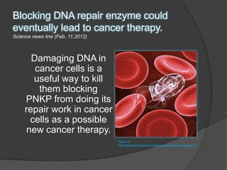 Blocking DNA repair enzyme could
eventually lead to cancer therapy.
Science news line (Feb. 11,2012)



       Damaging DNA in
        cancer cells is a
        useful way to kill
         them blocking
     PNKP from doing its
     repair work in cancer
       cells as a possible
      new cancer therapy.
                                   Taken of
                                   http://publicacionescirculodaikon.wordpress.com/page/2/
 