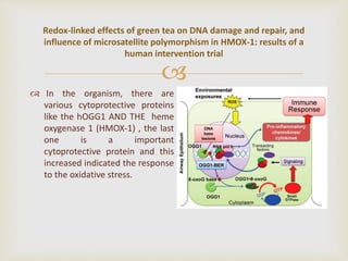 
 In the organism, there are
various cytoprotective proteins
like the hOGG1 AND THE heme
oxygenase 1 (HMOX-1) , the last
one is a important
cytoprotective protein and this
increased indicated the response
to the oxidative stress.
Redox-linked effects of green tea on DNA damage and repair, and
influence of microsatellite polymorphism in HMOX-1: results of a
human intervention trial
 