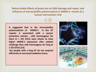 
Redox-linked effects of green tea on DNA damage and repair, and
influence of microsatellite polymorphism in HMOX-1: results of a
human intervention trial
Is suggested that in the microsatellite
polymorphism of HMOX-1 in the GT
repeats is associated with a poorer
protective activity , cells homozygous for
short (n < 25) GT(n) were shown to have
higher HMOX-1 expression after oxidant
challenge than cells homozygous for long (n
≥ 25) GT(n) (13).
the people with a long GT do not respond
efficiently to increased oxidative stress.
 