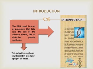 
INTRODUCTION
The DNA repair is a set
of processes, that take
care the cell of the
adverse events, like as
defective protein
synthesis.
This defective synthesis
could result in a cellular
aging or diseases.
 
