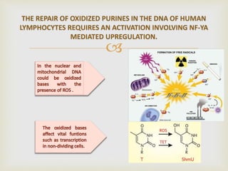
THE REPAIR OF OXIDIZED PURINES IN THE DNA OF HUMAN
LYMPHOCYTES REQUIRES AN ACTIVATION INVOLVING NF-YA
MEDIATED UPREGULATION.
 
