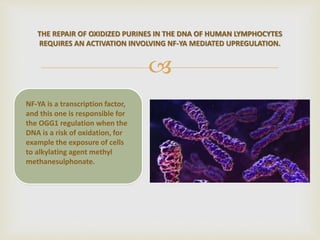 
THE REPAIR OF OXIDIZED PURINES IN THE DNA OF HUMAN LYMPHOCYTES
REQUIRES AN ACTIVATION INVOLVING NF-YA MEDIATED UPREGULATION.
NF-YA is a transcription factor,
and this one is responsible for
the OGG1 regulation when the
DNA is a risk of oxidation, for
example the exposure of cells
to alkylating agent methyl
methanesulphonate.
 