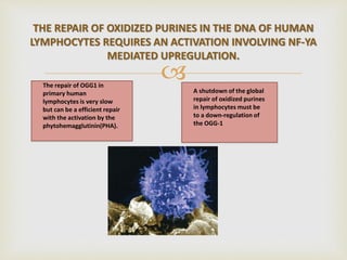 
THE REPAIR OF OXIDIZED PURINES IN THE DNA OF HUMAN
LYMPHOCYTES REQUIRES AN ACTIVATION INVOLVING NF-YA
MEDIATED UPREGULATION.
The repair of OGG1 in
primary human
lymphocytes is very slow
but can be a efficient repair
with the activation by the
phytohemagglutinin(PHA).
A shutdown of the global
repair of oxidized purines
in lymphocytes must be
to a down-regulation of
the OGG-1
 