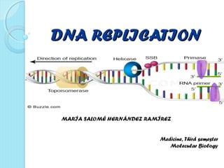 DNA REPLICATIONDNA REPLICATION
MARÍA SALOMÉ HERNÁNDEZ RAMÍREZ
Medicine, Third semester
Molecular Biology
 