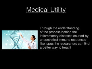 Medical Utility
Through the understanding
of the process behind the
inﬂammatory diseases caused by
uncontrolled immune responses
like lupus the researchers can ﬁnd
a better way to treat it
 