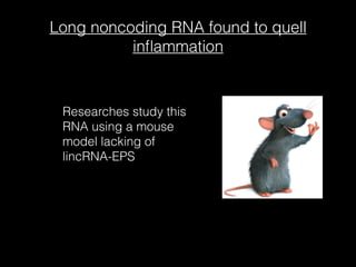 Long noncoding RNA found to quell
inﬂammation
Researches study this
RNA using a mouse
model lacking of
lincRNA-EPS
 