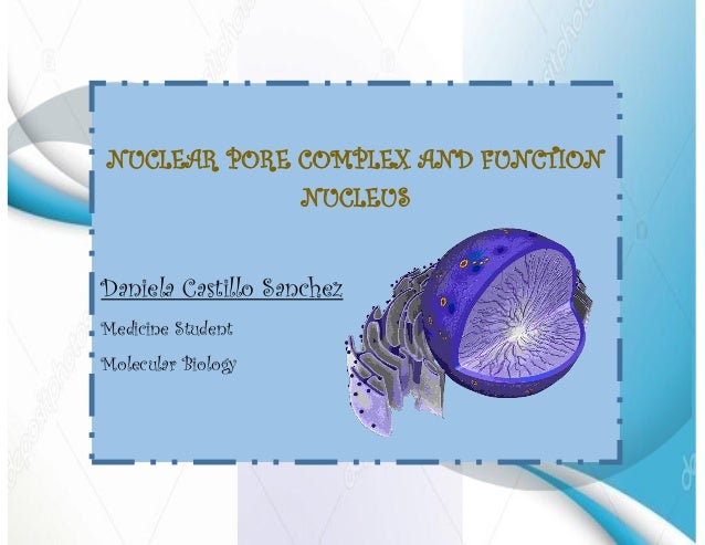 Nuclear Pore Complex And Function Nucleus