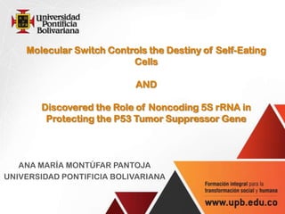 Molecular Switch Controls the Destiny of Self-Eating
Cells
AND
Discovered the Role of Noncoding 5S rRNA in
Protecting the P53 Tumor Suppressor Gene
ANA MARÍA MONTÚFAR PANTOJA
UNIVERSIDAD PONTIFICIA BOLIVARIANA
 