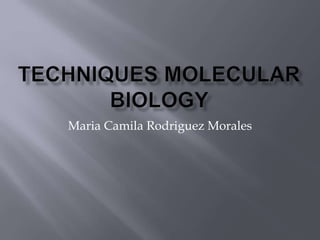 Maria Camila Rodriguez Morales
 