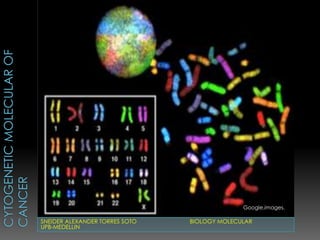 Cytogeneticmolecular of cancer Google.images. SNEIDER ALEXANDER TORRES SOTO                                 BIOLOGY MOLECULAR UPB-MEDELLIN 