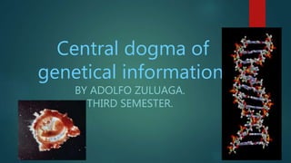 Central dogma of
genetical information.
BY ADOLFO ZULUAGA.
THIRD SEMESTER.
 