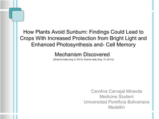 How Plants Avoid Sunburn: Findings Could Lead to
Crops With Increased Protection from Bright Light and
Enhanced Photosynthesis and- Cell Memory
Mechanism Discovered
[(Science Daily (Aug. 6, 2013)- Science daily (Aug. 15, 2013 )]
Carolina Carvajal Miranda
Medicine Student
Universidad Pontificia Bolivariana
Medellín
 