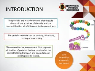 chaperone proteins help other proteins chaperone proteins help other proteins