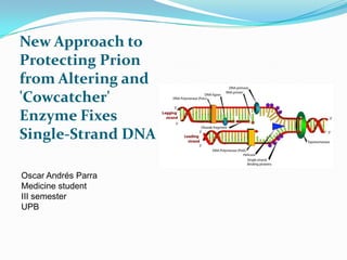 New Approach to
Protecting Prion
from Altering and
'Cowcatcher'
Enzyme Fixes
Single-Strand DNA
Oscar Andrés Parra
Medicine student
III semester
UPB
 