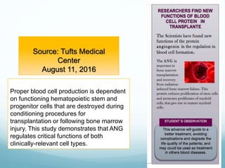 Source: Tufts Medical
Center
August 11, 2016
Proper blood cell production is dependent
on functioning hematopoietic stem and
progenitor cells that are destroyed during
conditioning procedures for
transplantation or following bone marrow
injury. This study demonstrates that ANG
regulates critical functions of both
clinically-relevant cell types.
 