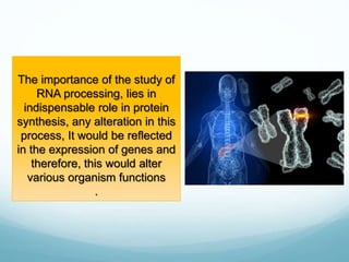 The importance of the study of
RNA processing, lies in
indispensable role in protein
synthesis, any alteration in this
process, It would be reflected
in the expression of genes and
therefore, this would alter
various organism functions
.
 