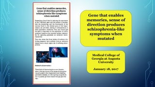 Gene that enables
memories, sense of
direction produces
schizophrenia-like
symptoms when
mutated
 
Medical College of
Georgia at Augusta
University
January 18, 2017
 
