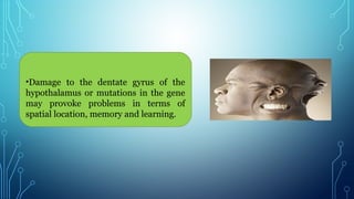 •Damage to the dentate gyrus of the
hypothalamus or mutations in the gene
may provoke problems in terms of
spatial location, memory and learning.
 