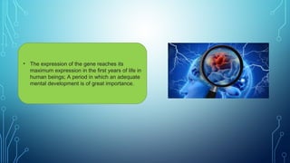 • The expression of the gene reaches its
maximum expression in the first years of life in
human beings; A period in which an adequate
mental development is of great importance.
 
