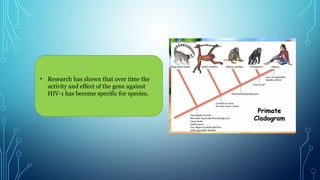 • Research has shown that over time the
activity and effect of the gene against
HIV-1 has become specific for species.
 