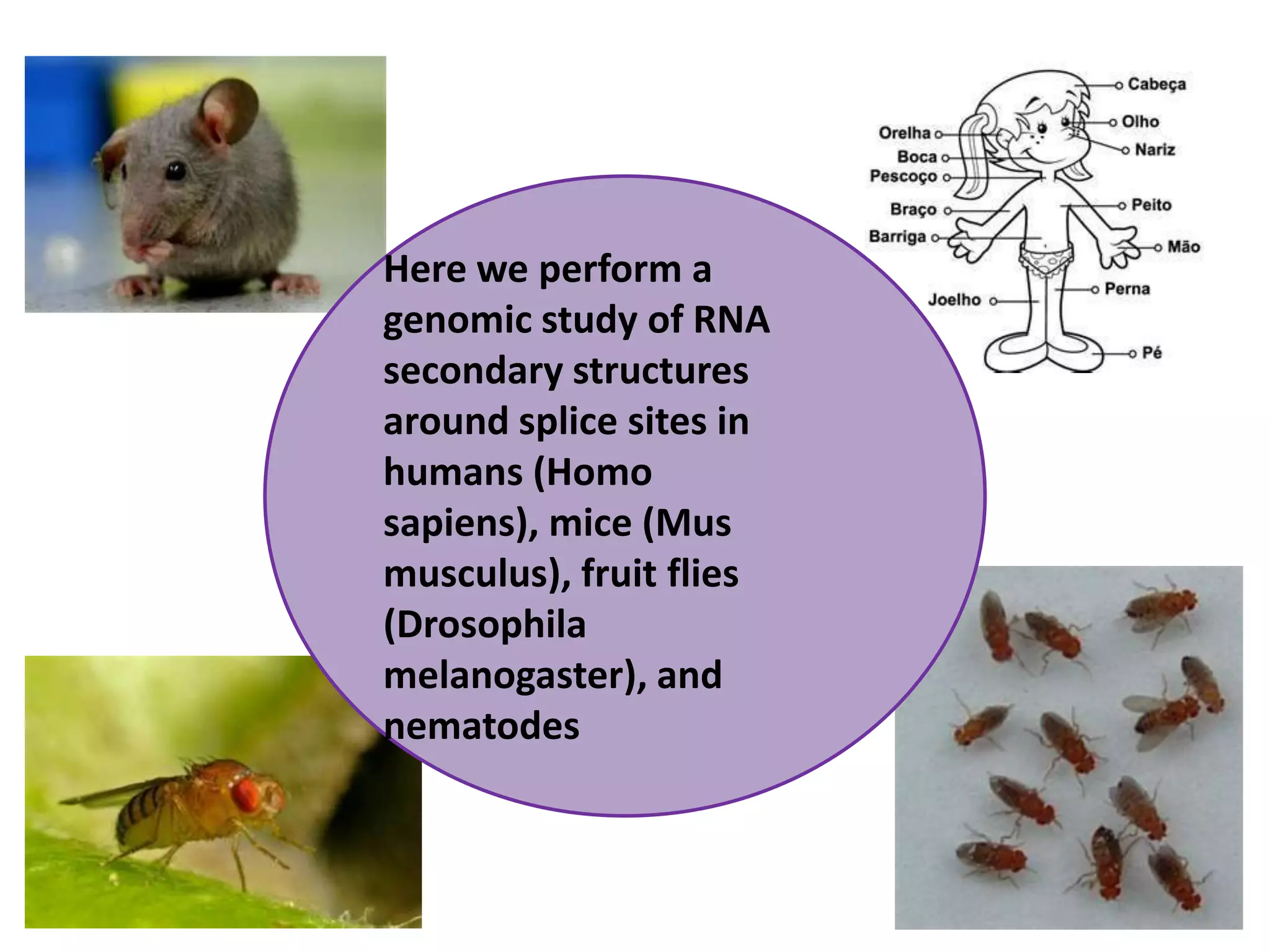 Here we perform a genomic study of RNA secondary structures around splice sites in humans (Homo sapiens), mice (Musmusculus), fruit flies (Drosophila melanogaster), and nematodes 