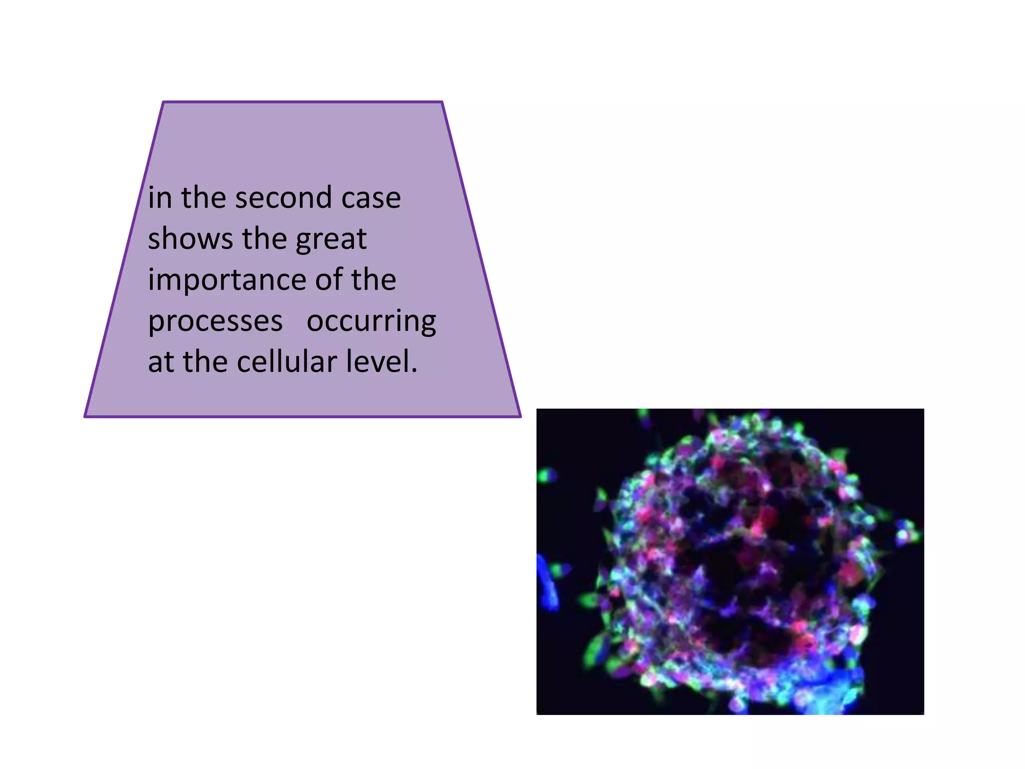 in the second case shows the great importance of the processes   occurring at the cellular level. in the second case shows the great importance of the processes   occurring at the cellular level.