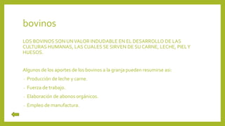 bovinos
LOS BOVINOS SON UNVALOR INDUDABLE EN EL DESARROLLO DE LAS
CULTURAS HUMANAS, LAS CUALES SE SIRVEN DE SU CARNE, LECHE, PIELY
HUESOS.
Algunos de los aportes de los bovinos a la granja pueden resumirse asi:
- Producción de leche y carne.
- Fuerza de trabajo.
- Elaboración de abonos orgánicos.
- Empleo de manufactura.