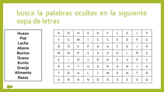busca la palabras ocultas en la siguiente
sopa de letras
H O N G O F L E I P
K U M I S S E D F G
Q O E P A A C K J H
W N P S S Z H L Ñ Z
E I O I O A E V X C
R V Y U G R A N J A
T O A L I M E N T O
A B O N O O S E U Q
Hueso
Piel
Leche
Abono
Bovino
Queso
Kumis
Granja
Alimento
Razas
 