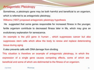 Antagonistic Pleiotropy
Sometimes, a pleiotropic gene may be both harmful and beneficial to an organism,
which is referred to as antagonistic pleiotropy.
Williams (1957) proposed antagonistic pleiotropy hypothesis
He suggested that some genes responsible for increased fitness in the younger,
fertile organism contribute to decreased fitness later in life, which may give an
evolutionary explanation for senescence.
An example is the p53 gene in human , which suppresses cancer but also
suppresses stem cells which allow the body to renew and replace deteriorating
tissue during aging
It also prevents cells with DNA damage from dividing
This situation is therefore an example of antagonistic pleiotropy, in which the
expression of a single gene causes competing effects, some of which are
beneficial and some of which are detrimental to the fitness of an organism.
Pleiotropy 147/31/2020
 