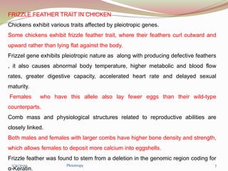 FRIZZLE FEATHER TRAIT IN CHICKEN
Chickens exhibit various traits affected by pleiotropic genes.
Some chickens exhibit frizzle feather trait, where their feathers curl outward and
upward rather than lying flat against the body.
Frizzel gene exhibits pleiotropic nature as along with producing defective feathers
, it also causes abnormal body temperature, higher metabolic and blood flow
rates, greater digestive capacity, accelerated heart rate and delayed sexual
maturity.
Females who have this allele also lay fewer eggs than their wild-type
counterparts.
Comb mass and physiological structures related to reproductive abilities are
closely linked.
Both males and females with larger combs have higher bone density and strength,
which allows females to deposit more calcium into eggshells.
Frizzle feather was found to stem from a deletion in the genomic region coding for
α-Keratin.
Pleiotropy 77/31/2020
 