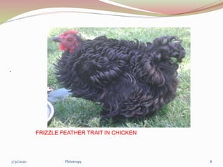 .
FRIZZLE FEATHER TRAIT IN CHICKEN
Pleiotropy 87/31/2020
 